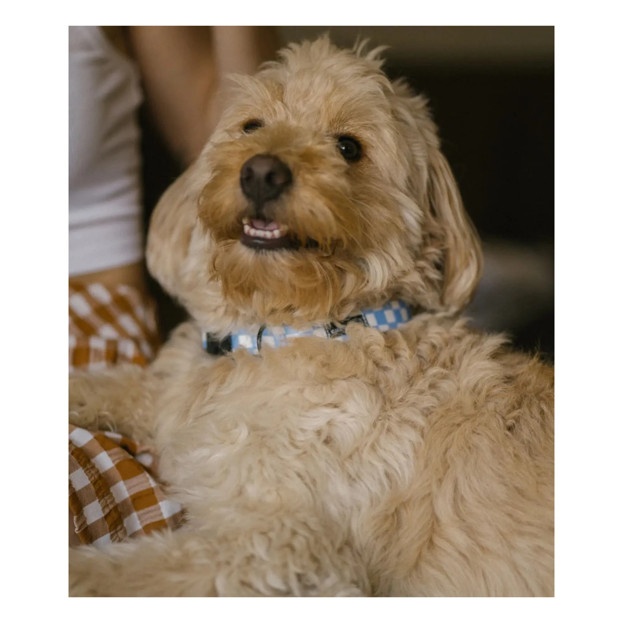 Collier pour chien Juno | Bleu ciel- Image produit n°8