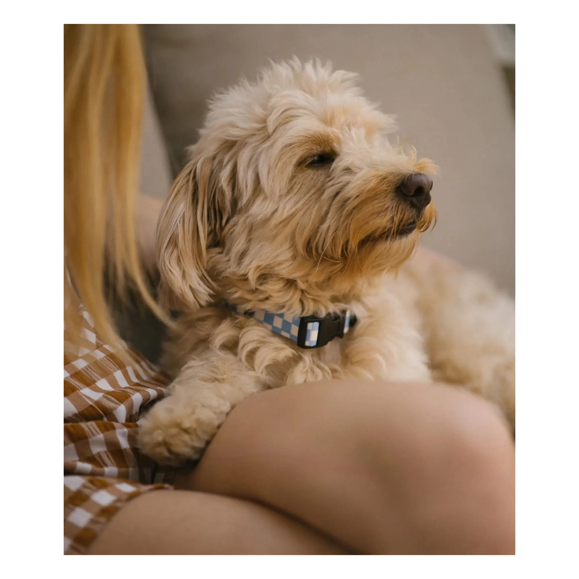 Collier pour chien Juno | Bleu ciel- Image produit n°7
