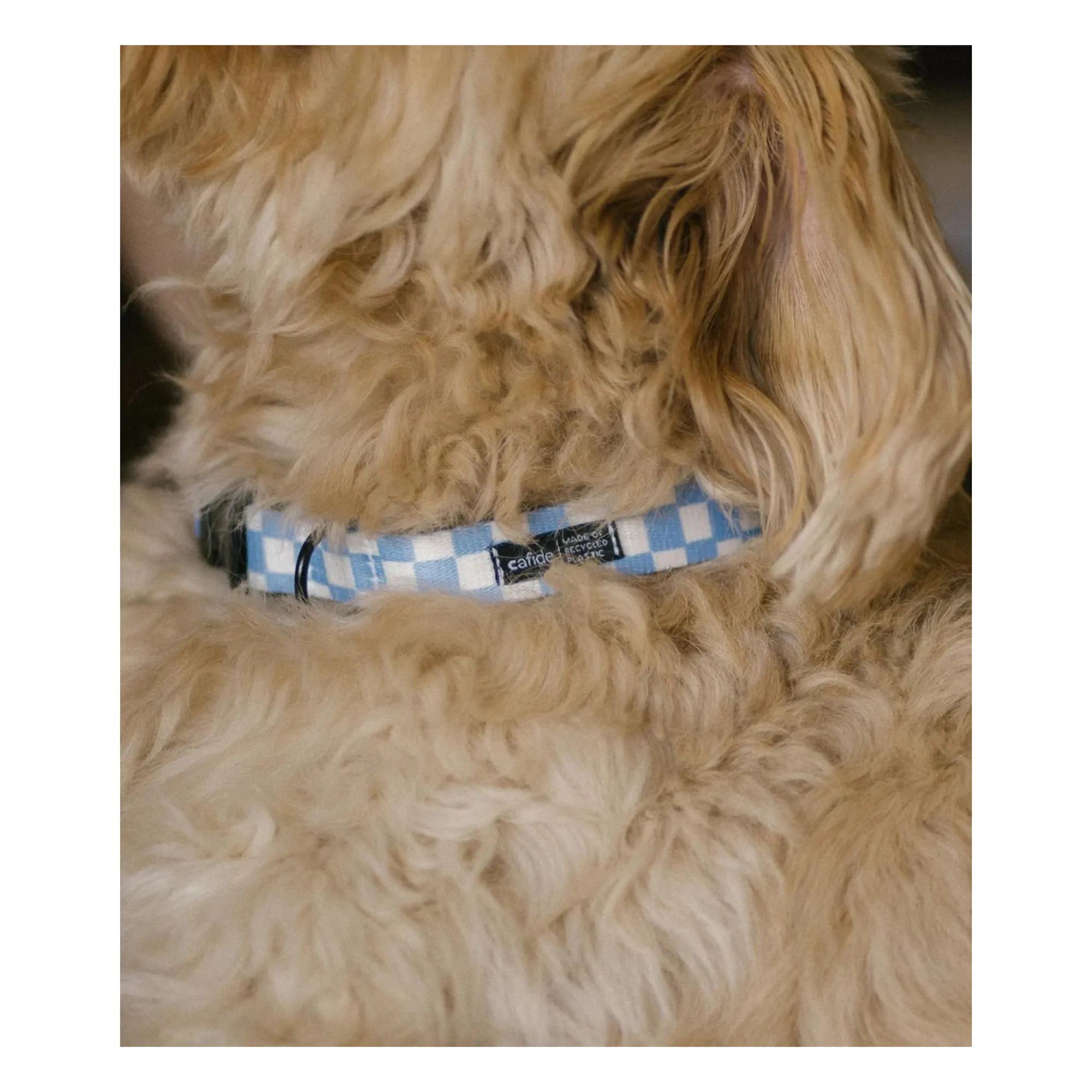 Collier pour chien Juno | Bleu ciel- Image produit n°4