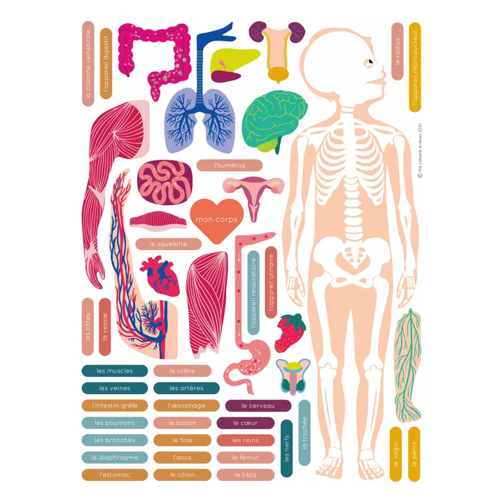 Magnets Anatomie : jeu magnétique éducatif sur le corps humain- Image produit n°3