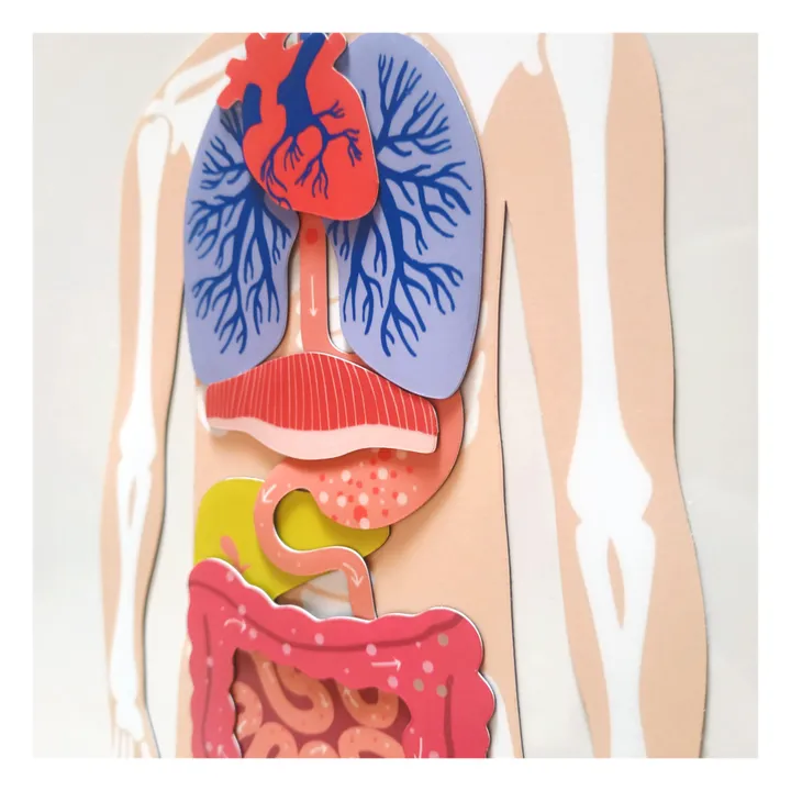 Magnets Anatomie : jeu magnétique éducatif sur le corps humain- Image produit n°4