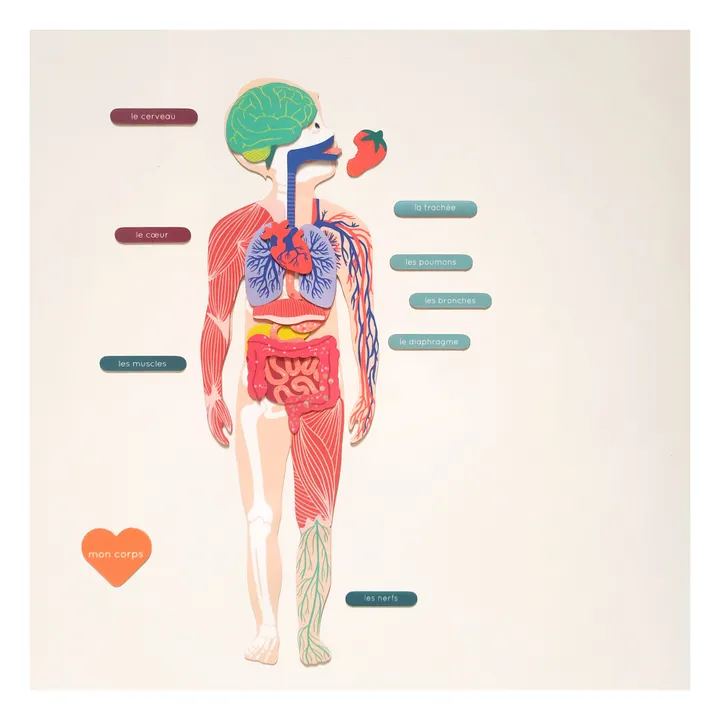 Magnets Anatomie : jeu magnétique éducatif sur le corps humain- Image produit n°5