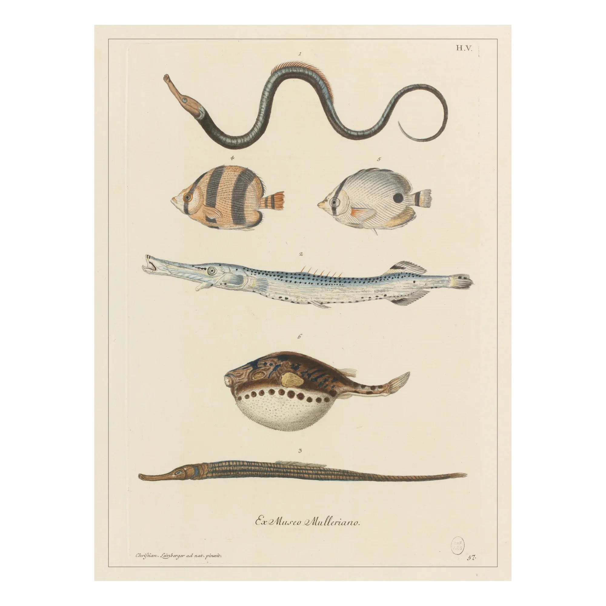 Cabinet of Curiosities Poster - Fish 1- Product image n°0