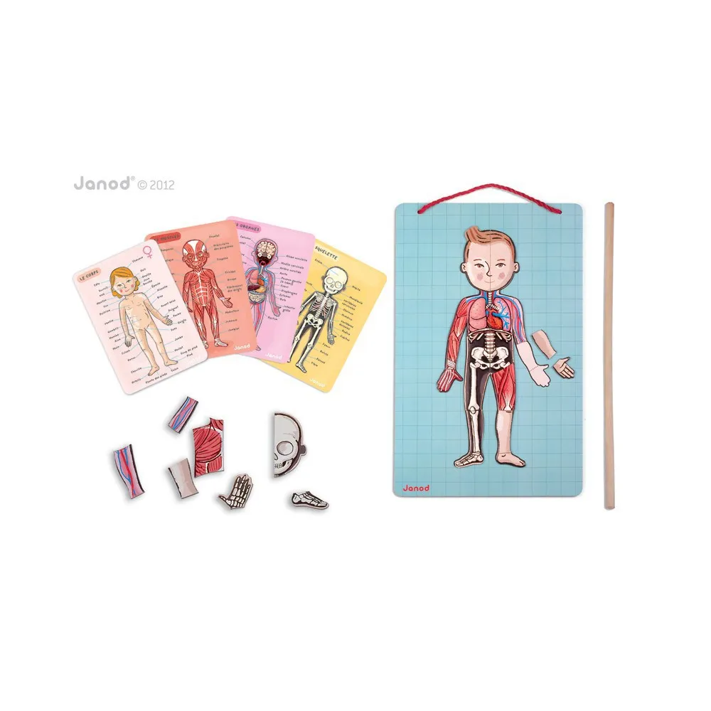 Janod Multicoloured Magnetic Anatomy Puzzle