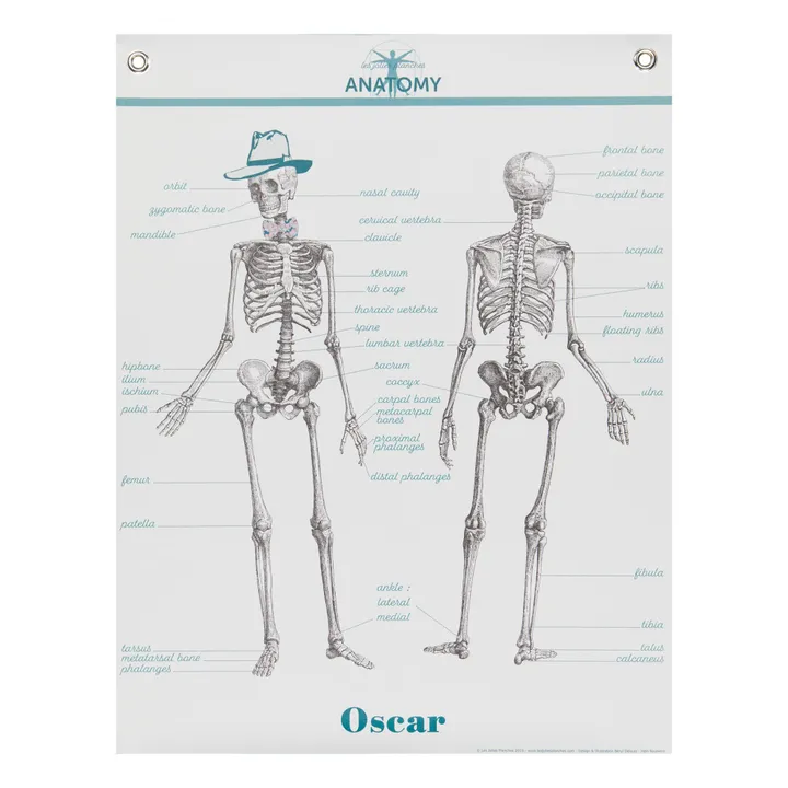 Anatomy poster - English - 70x90 cm- Product image n°0