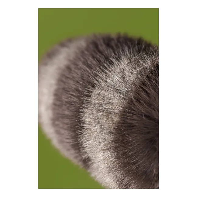 Peluche Trixiwoo Raccoon