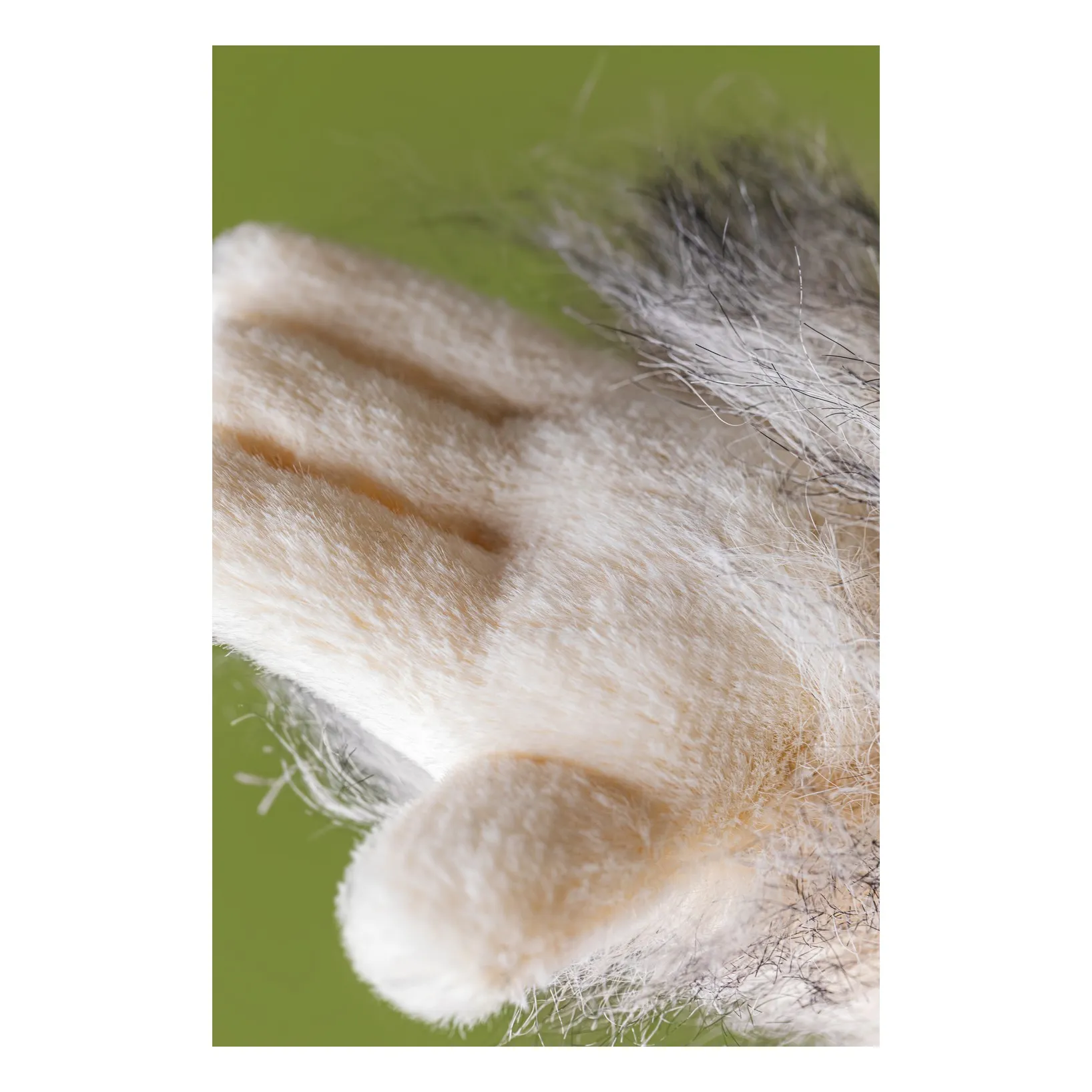 Peluche Bretti Yeti- Image produit n°3