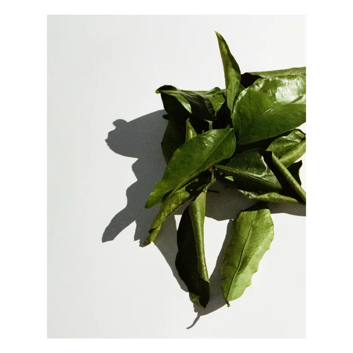 Bougie parfumée Grapefruit - 260g | Non teinté- Image produit n°2