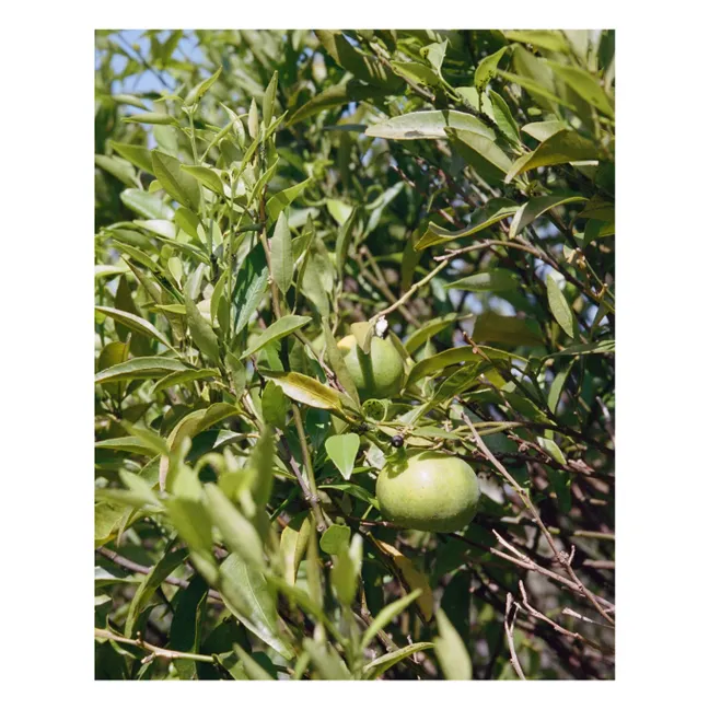 Crema corpo alla citronella 291 - 200ml