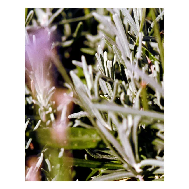 Sage Rosemary Lavender Body Cream 298 - 200ml