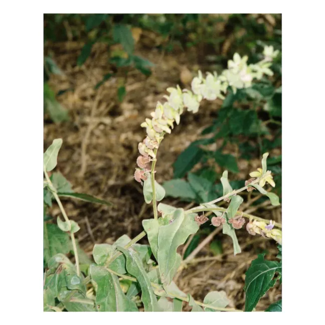 Crema corpo alla citronella 291 - 200ml