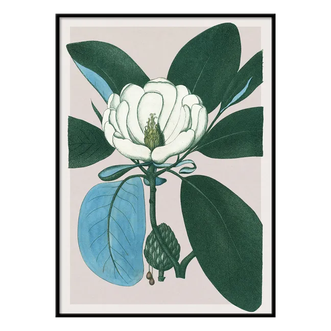 Cartel Magnolia Glauca