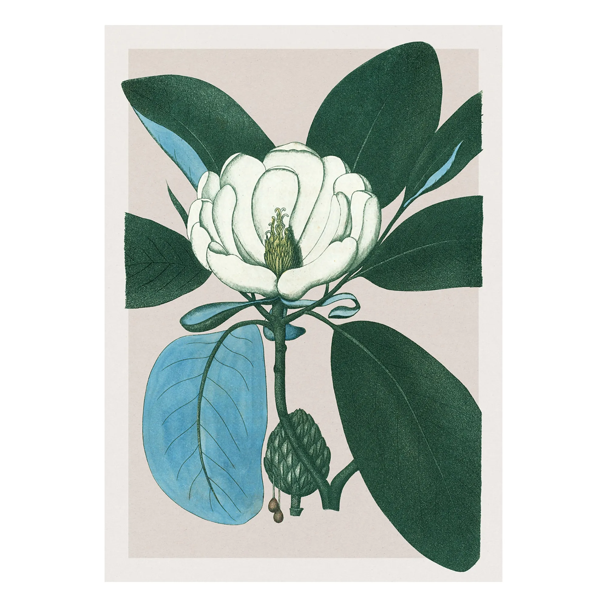 The Dybdahl Co. Multicoloured Magnolia Glauca Poster