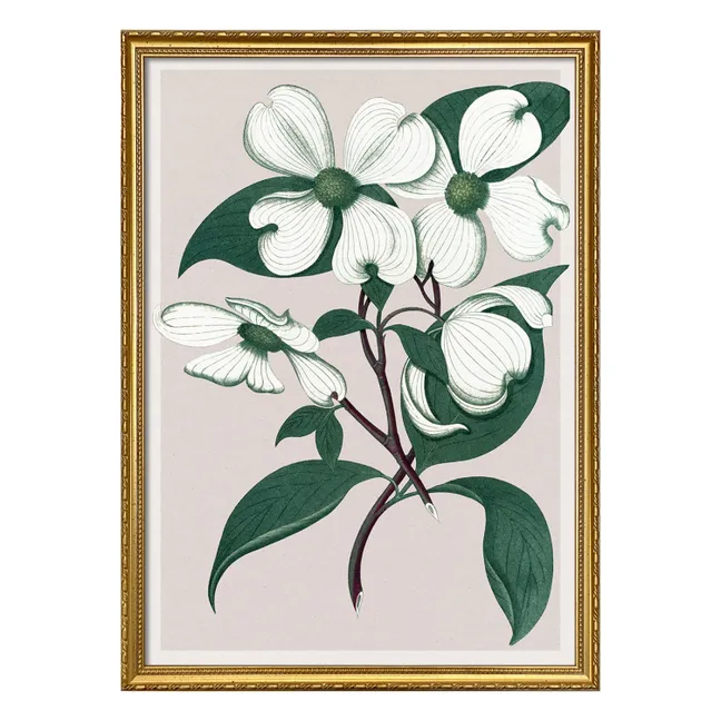 Affiche Cornus Florida