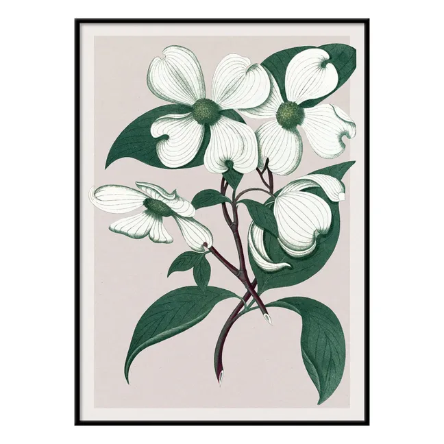 Cartel de Cornus Florida