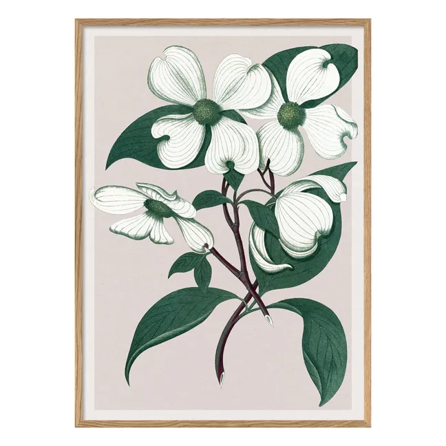 Affiche Cornus Florida