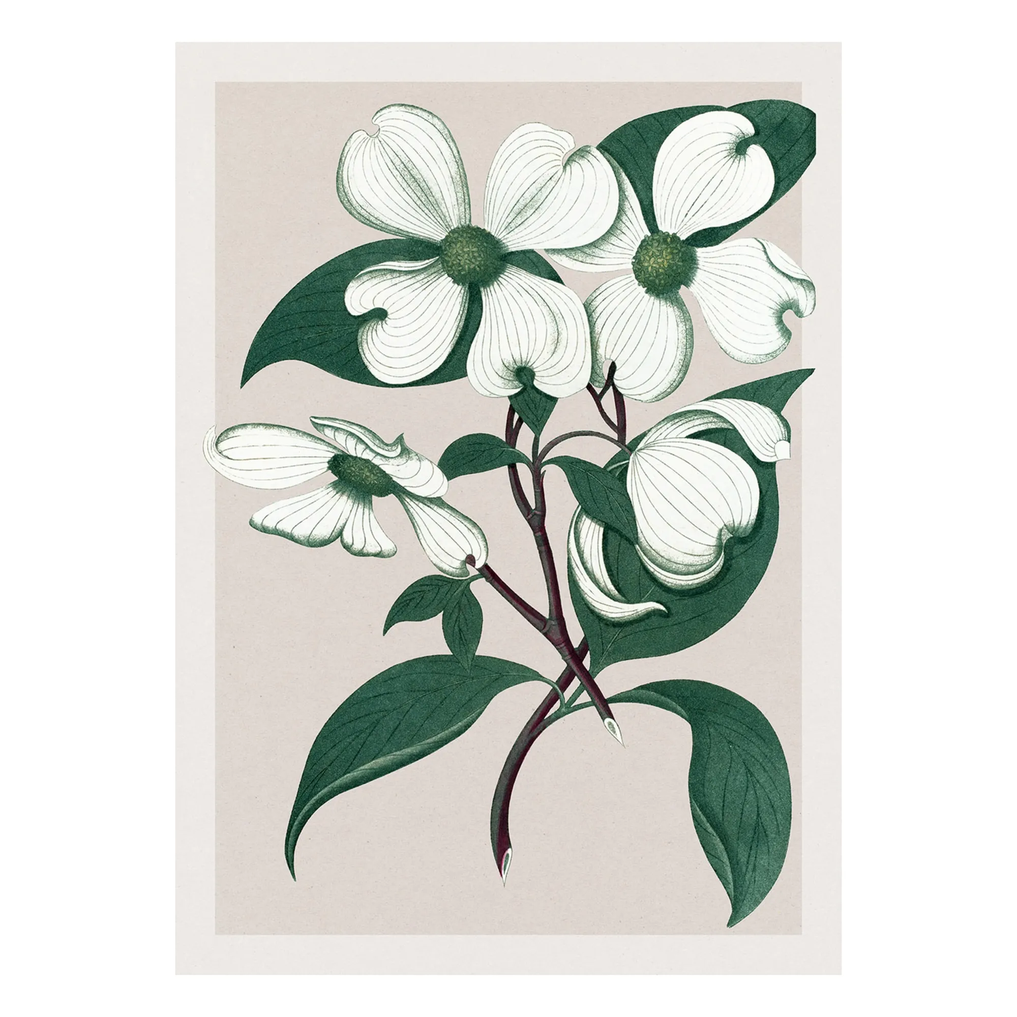 The Dybdahl Co. Multicoloured Cornus Florida Poster