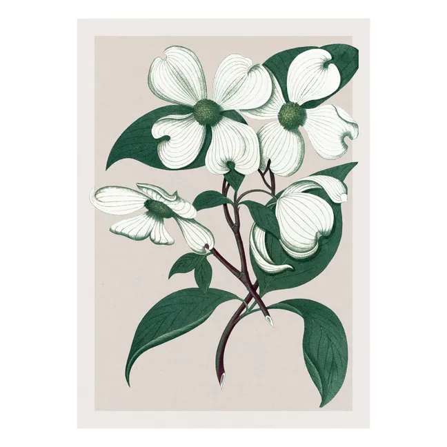 Cartel de Cornus Florida