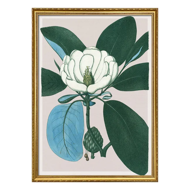 Affiche Magnolia Glauca