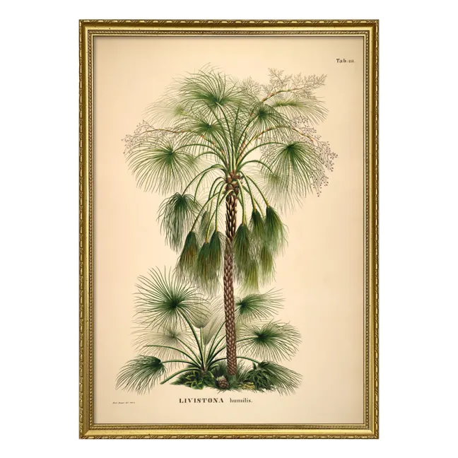 Affiche Livistona Humilis