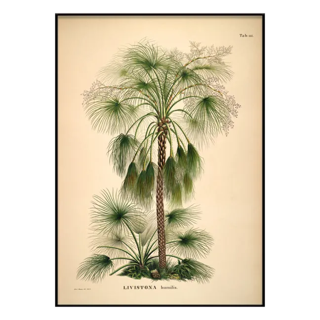 Affiche Livistona Humilis