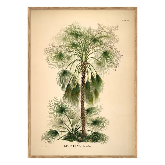 Cartel de Livistona Humilis