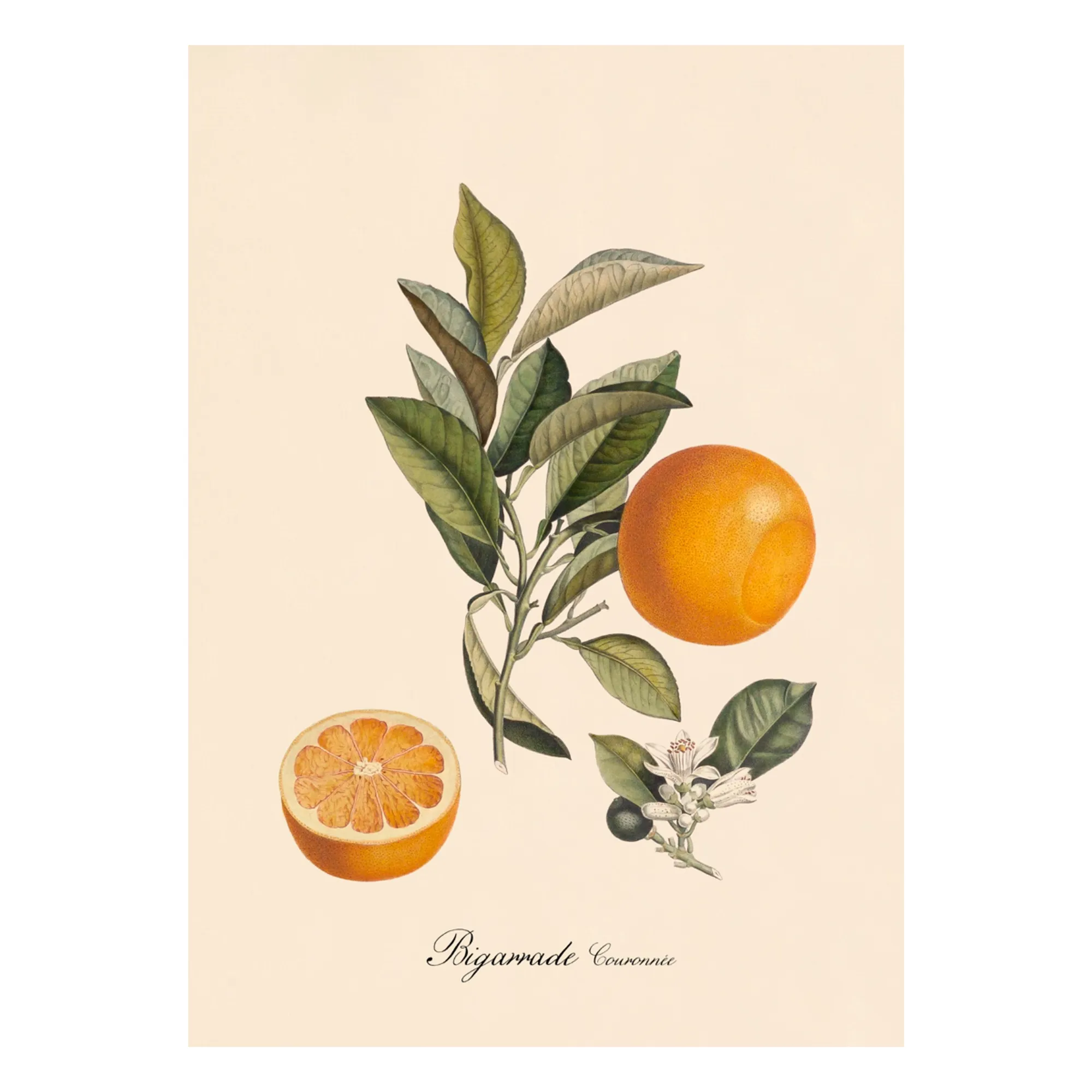 The Dybdahl Co. Multicoloured Crowned Bigarrade Poster