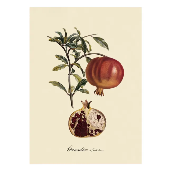 Affiche Grenadier à Fruit Doux