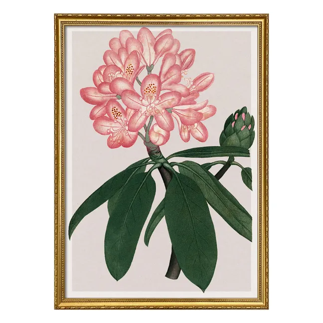 Affiche Rhododendrum Maximum