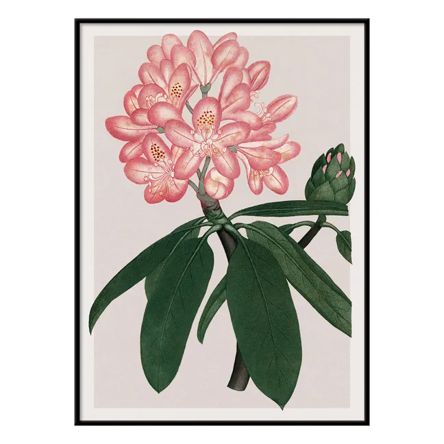 Cartel de Rhododendrum Maximum