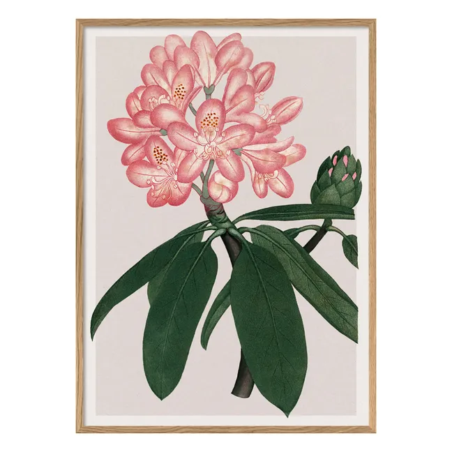 Affiche Rhododendrum Maximum