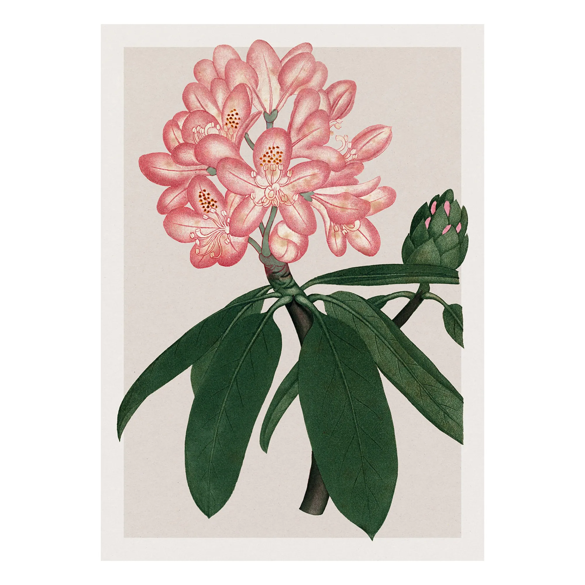 The Dybdahl Co. Multicoloured Rhododendrum Maximum Poster