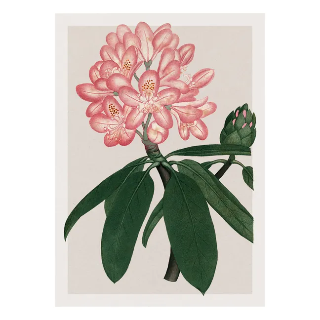 Affiche Rhododendrum Maximum