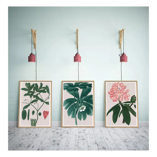 Cartel de Rhododendrum Maximum