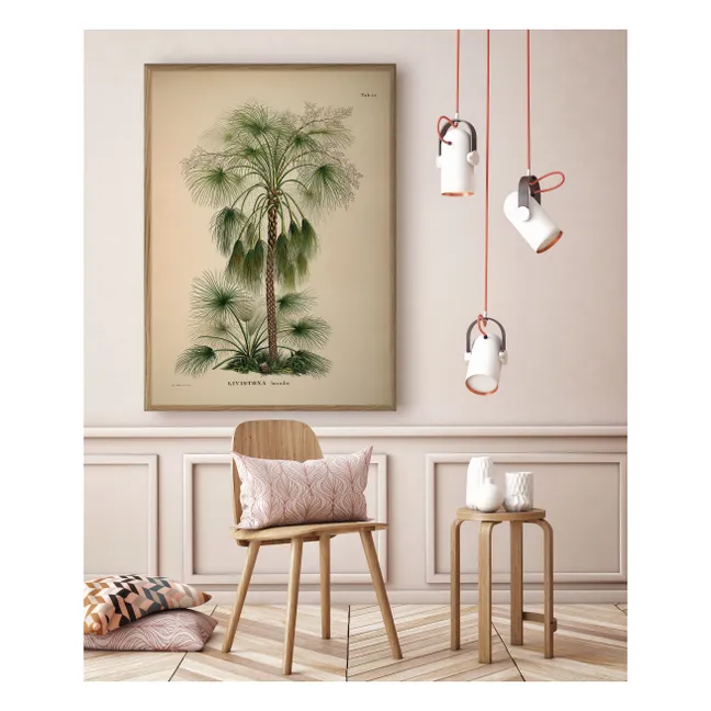 Cartel de Livistona Humilis