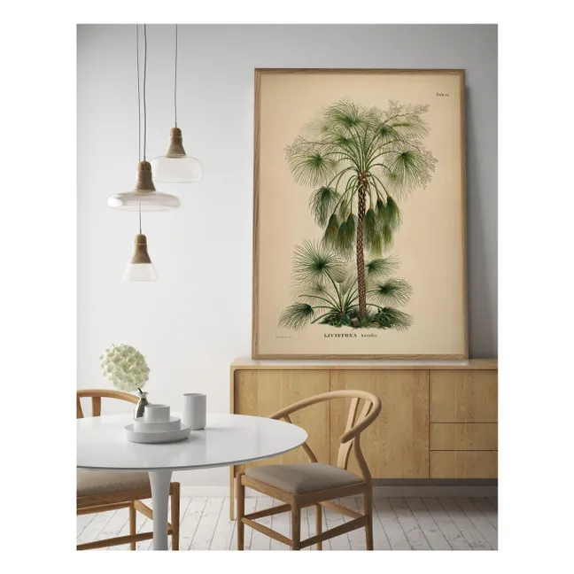 Cartel de Livistona Humilis