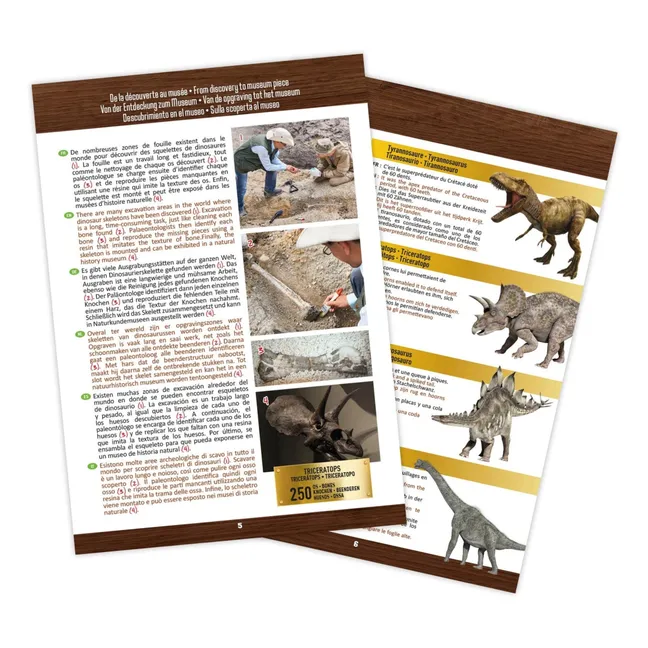 Coffret d'archéologie - Museum Dino Skull