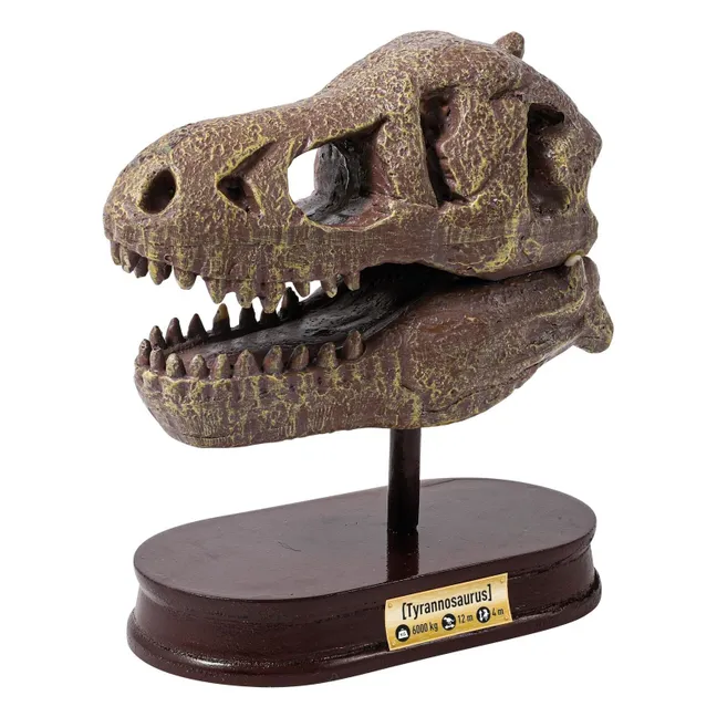 Cofanetto archeologico - Museo Dino Skull