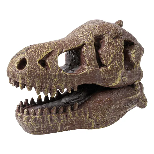 Coffret d'archéologie - Museum Dino Skull