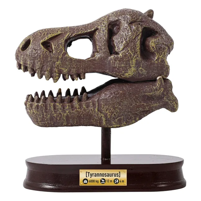 Coffret d'archéologie - Museum Dino Skull