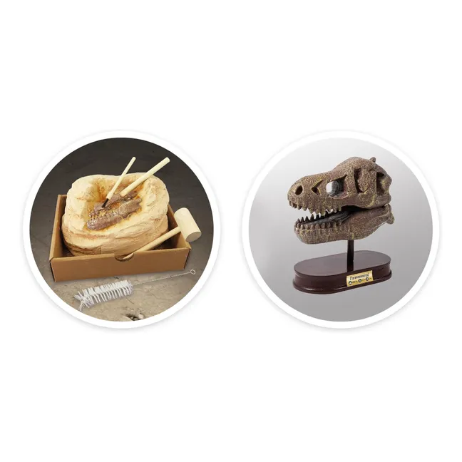 Cofanetto archeologico - Museo Dino Skull