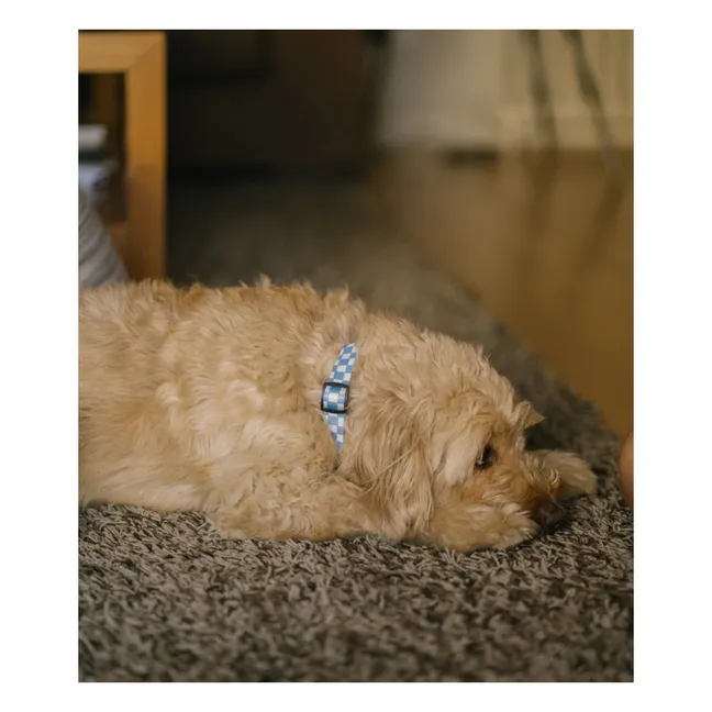 Collier pour chien Juno | Bleu ciel