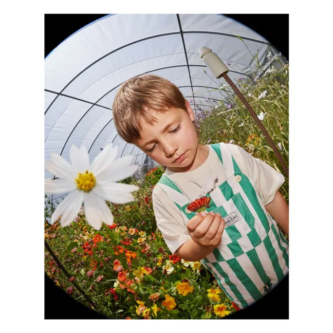 Peto corto a rayas | Verde