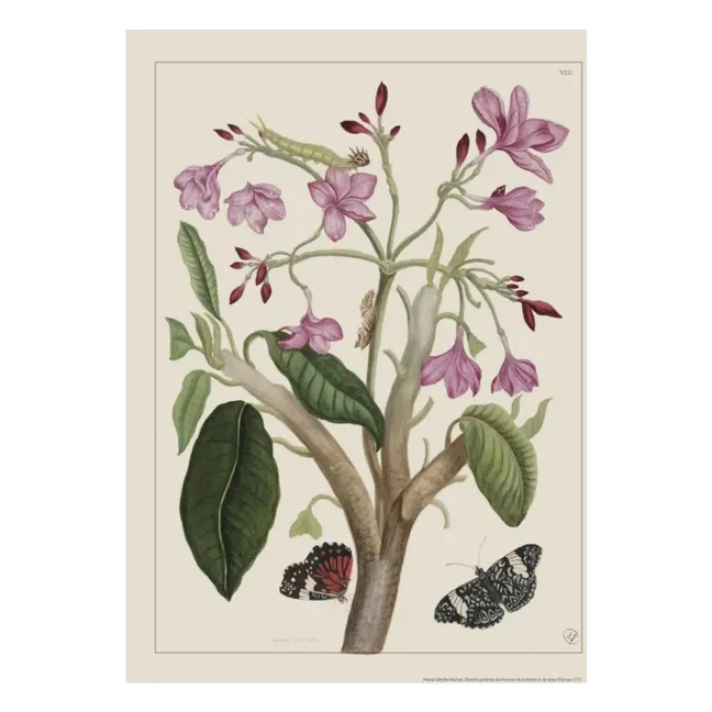 Affiche Jasmin des Indes