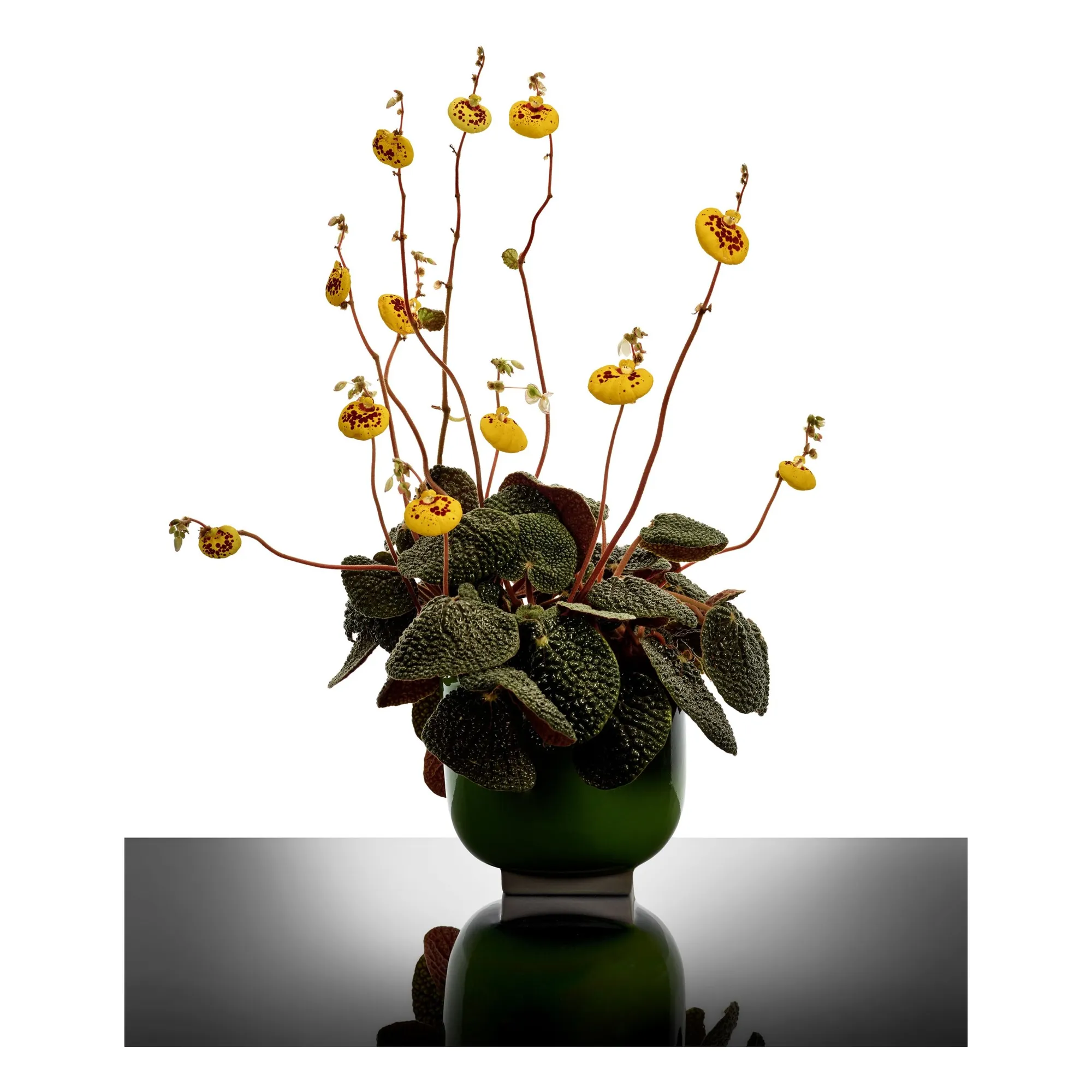 Cache-pot 01, Kris van assche | Vert- Image produit n°1