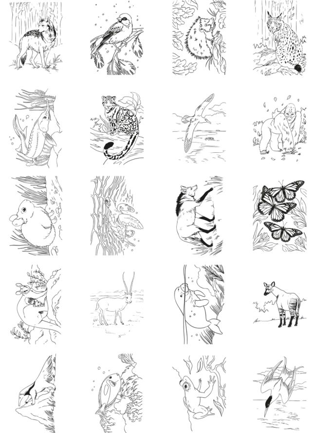 Tablette à décalquer Kidydraw Pad 8+