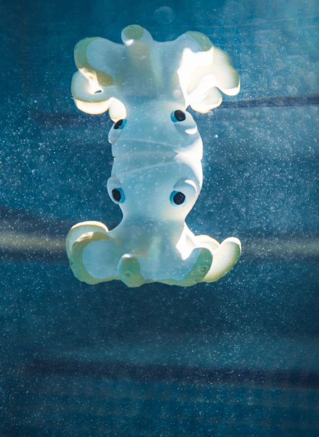 Jouet pour le bain Orlando la pieuvre
