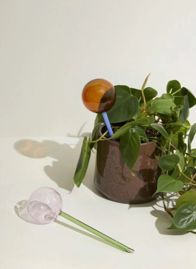 Globe d'arrosage en verre Flora  | Rose