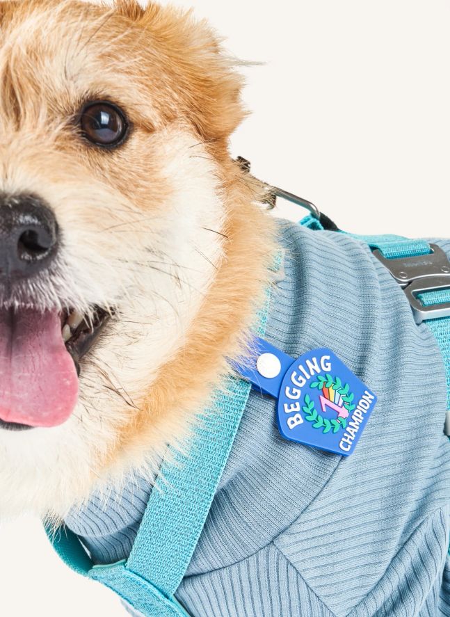 Médaille Begging Champion | Bleu
