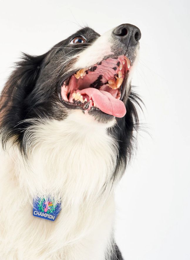 Médaille Begging Champion | Bleu